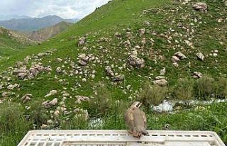 Hakkari’de 650 kınalı keklik doğaya salındı
