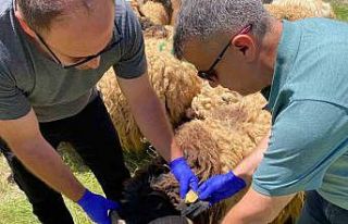 Hakkari’de kurbanlıklar sağlık taramasından...
