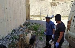 Hakkari’de sokak hayvanları için sakatat bırakıldı