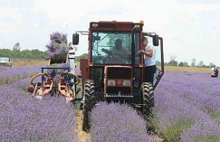 Hasadı başlayan lavanta yağının kilosu bin 300...
