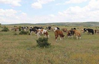 Hastalıktan ari Trakya’da kurbanlıklar ilgi görüyor