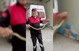 Hastane morgu önünde yılan paniği