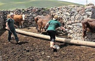 Hayvan aşılama ve küpeleme çalışmaları devam...