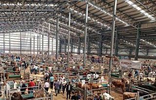 Hayvan pazarında arife yoğunluğu