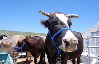 Hayvan pazarında hareketlilik