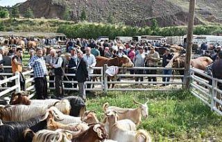 Hayvan pazarında kurbanlıklar görücüye çıktı