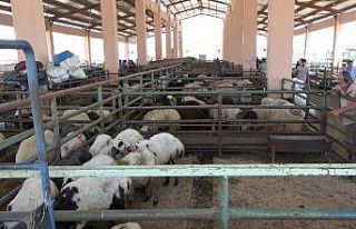 Hayvan pazarında sıkı pazarlıklar devam ediyor