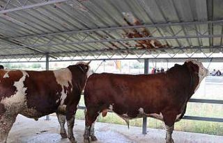 Hayvan pazarının 1’er tonluk danaları alıcısını...