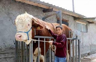Heybeti görenleri büyülüyor, fiyatı ise dudak...