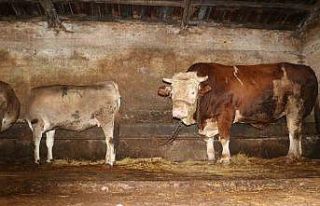 Heybeti kadar fiyatı da dudak uçuklatıyor