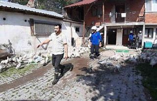 Hindi çiftliğinde yangın çıktı