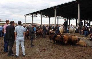 Iğdır hayvan pazarında durgunluk