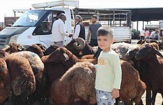 Iğdır’da Kurban Bayramı’na saatler kala kurbanlık...