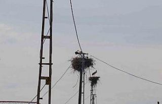 Iğdır’da leylek yuvasının hane sayısından...