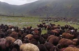 Iğdır’da meydana gelen selden hayvanlar son anda...
