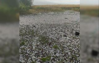 Iğdır’da yağan dolu ekili alana zarar verdi