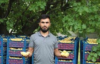 Iğdır’ın sarı altını olan kayısının hasadı...