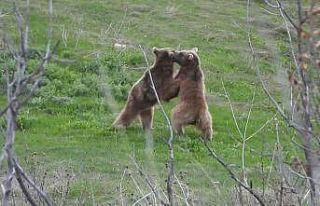 İki boz ayı güreşirken kameralara yansıdı