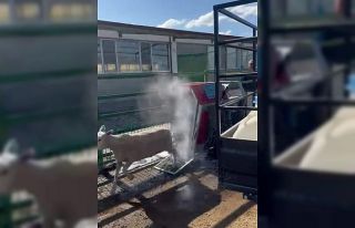 İlaçlanan koyunların sevimlilikleri sosyal medyada...