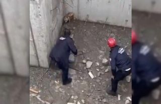 İnşaatın temeline düşen tilkinin yardımına...