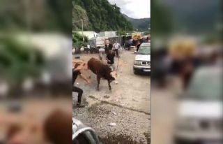 İpini koparan boğa Hopa’da kurban pazarını birbirine...