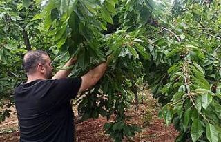 İslahiye’de kiraz hasadı başladı