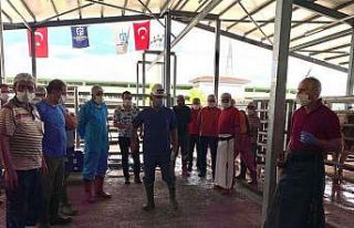İslami usullere uygun kurban kesimi için eğitim...