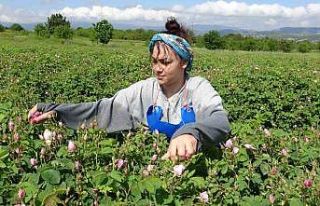 Isparta’da gül hasadı başladı