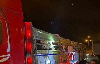 İstanbul’a kurbanlık hayvan girişleri başladı