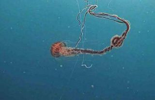 İstanbul’da 4 metrelik zehirli denizanası böyle...