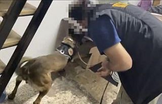 İzmir polisi zehir tacirlerine göz açtırmadı:...