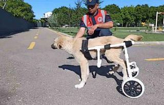 Jandarma, ayağı sakat köpeğe plastik borudan yürüteç...
