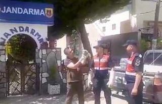Jandarmanın bulduğu yaralı alaca baykuş yavrusuna...