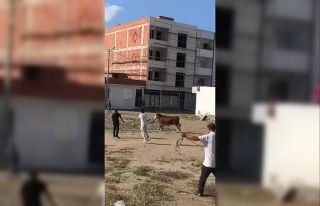 Kaçan kurbanlık boğa ortalığı birbirine kattı