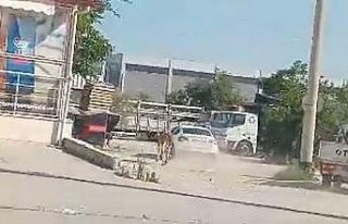 Kaçan kurbanlıklar zor anlar yaşattı