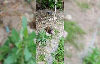 Kafası konserve kutusuna sıkışan kedi kurtarıldı