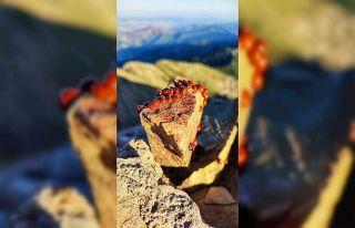 Kahramanmaraş’ta uğur böcekleri görsel şölen...