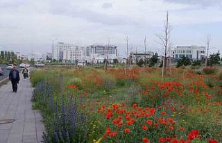 Kampüste gelincik şöleni