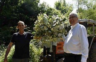 Karacabey’in dünyaca ünlü ıhlamur ormanlarında...