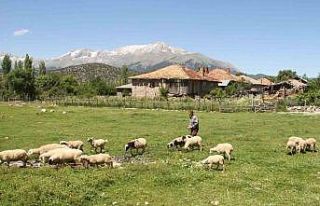 Karadeniz havasının yaşandığı Konya’da besiciler...