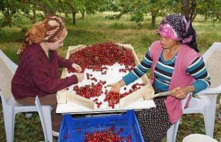 Karaman’da kiraz hasadı başladı