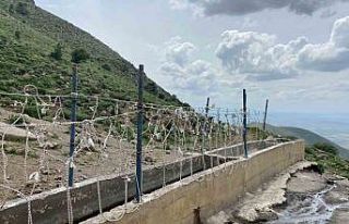 Karaman’da yılkı atlarını yakalamaya çalışan...