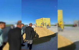 Karapınar’da arpa hasadına başlandı