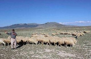 Karapınar’da son yağışlar hayvancılara umut...