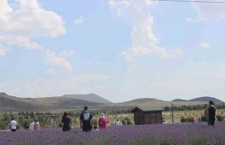 Karapınar’daki lavanta bahçesi turistlerin uğrak...