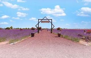 Karatay Lavanta Bahçesi 1 Temmuz’da kapılarını...