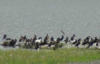 Kars Barajı kuşlarla şenlendi