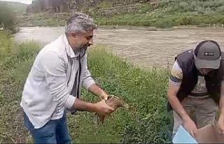 Kars’ta anne ördek yavrularıyla doğal ortama...