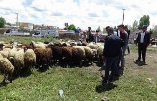 Kars’ta kurbanlık çok, alan yok