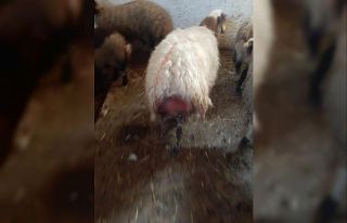 Kars’ta kurt dehşeti: Ağıldaki koyunlara kurt...